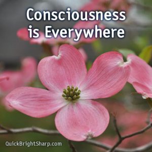 Consciousness is Everywhere